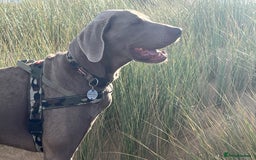 Weimaraner dogs for stud: Words of Wisdom in Bedford - Image 9