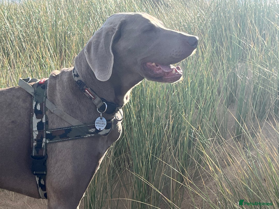 Weimaraner dogs for stud: Words of Wisdom in Bedford - Image 9
