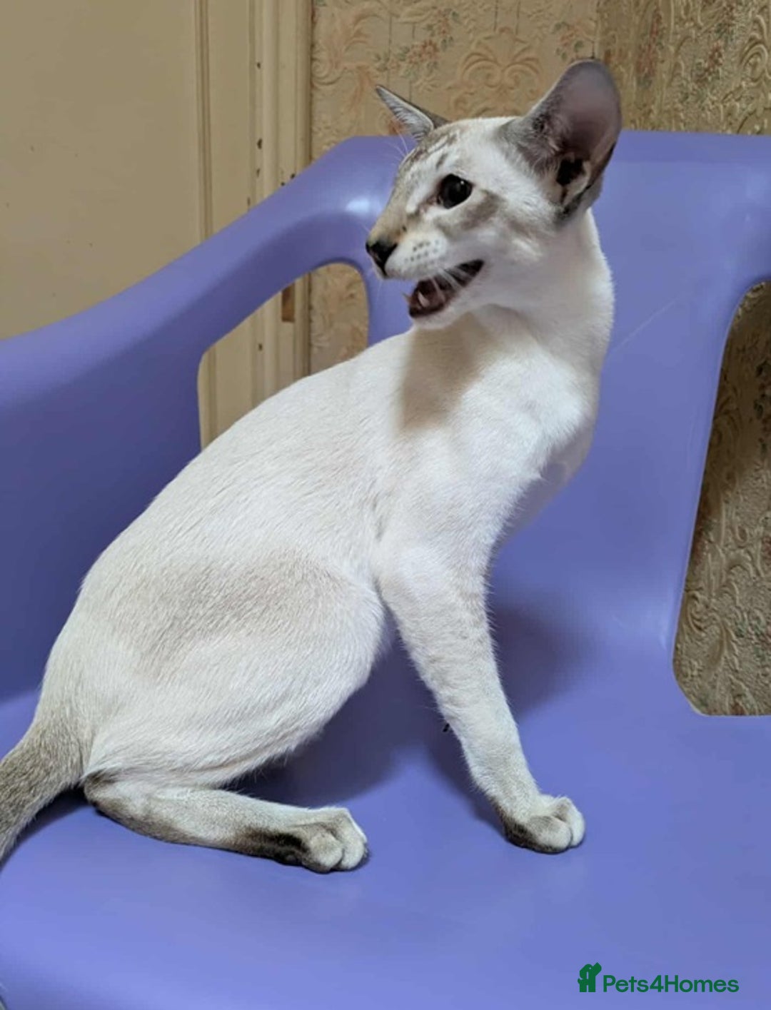 Siamese cats for sale: Siamese Kittens For Sale. - Image 16