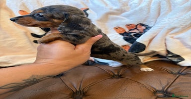 Miniature Dachshund dogs - Advert 5
