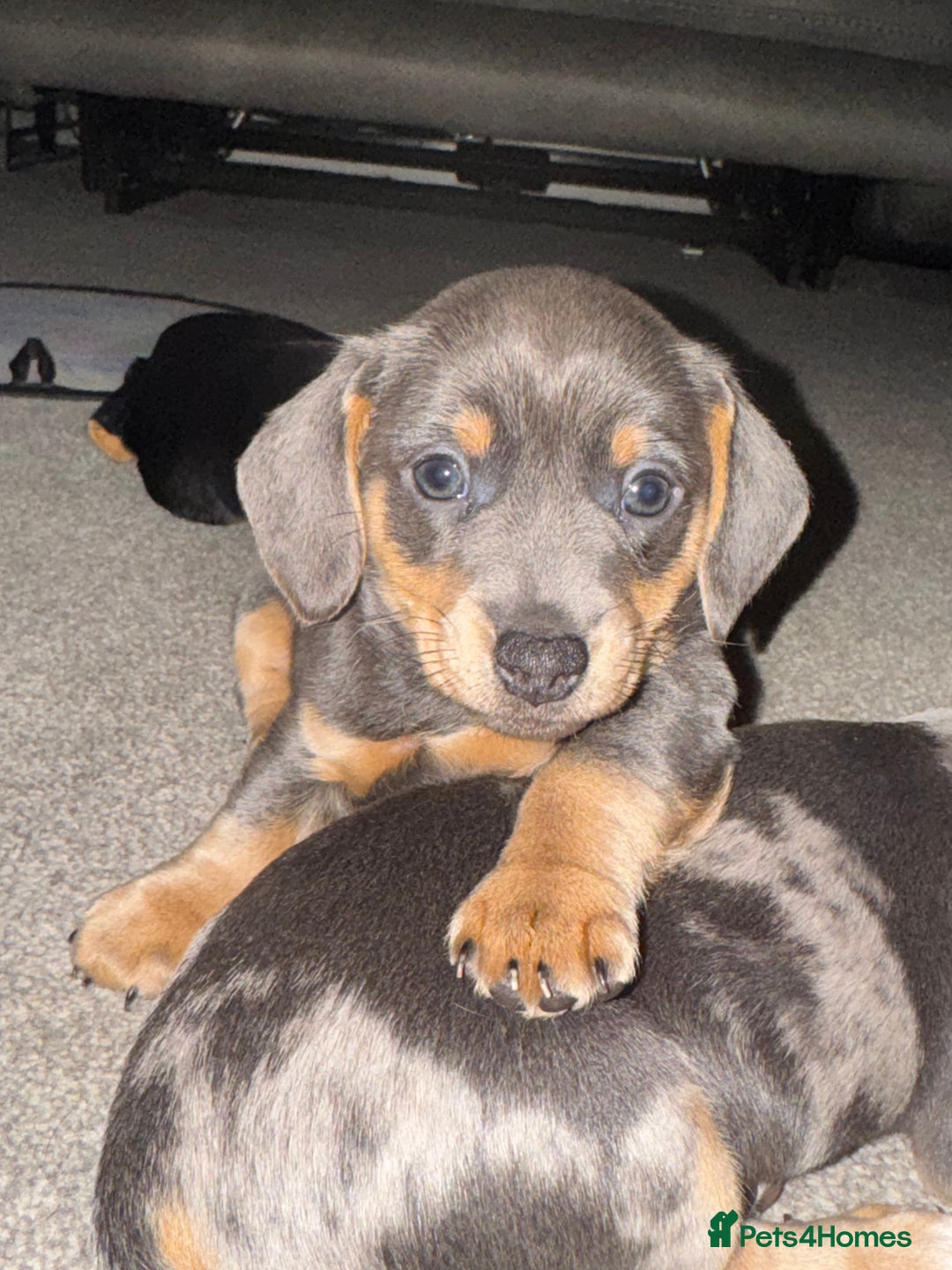 Mixed Breed dogs for sale: Miniature Dachshund's x Jack Russel puppies  - Advert 4