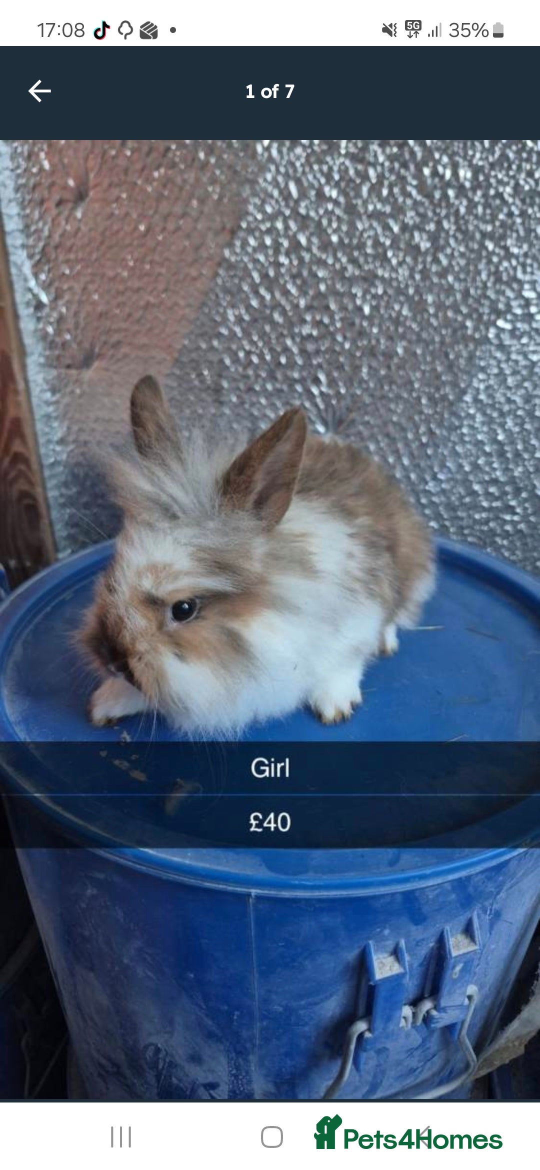 Lionhead rabbits Lionhead Baby Rabbits 8 weeks (Friendly) - Advert 3