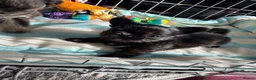 Chihuahua dogs for sale: Long coat chihuahua  - Advert 6