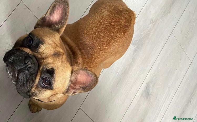 French Bulldog dogs - Advert 6
