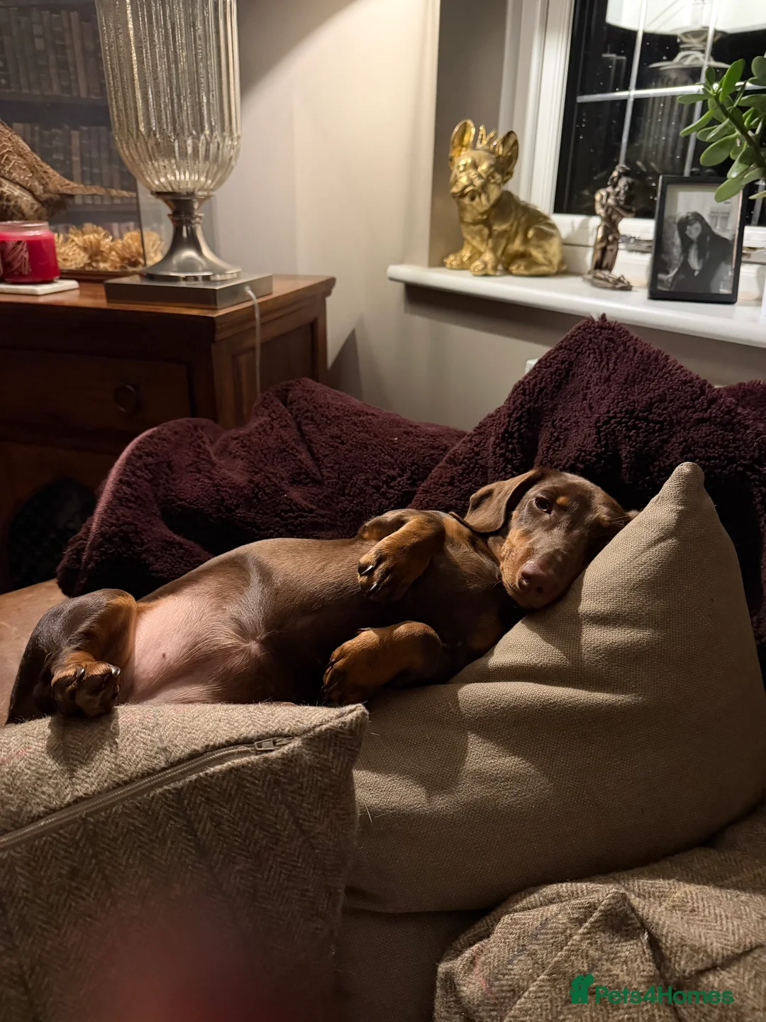 Dachshund dogs for sale: Miniature chocolate and Tan - Advert 2
