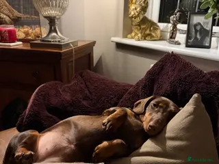 Dachshund dogs Miniature chocolate and Tan - Advert 8