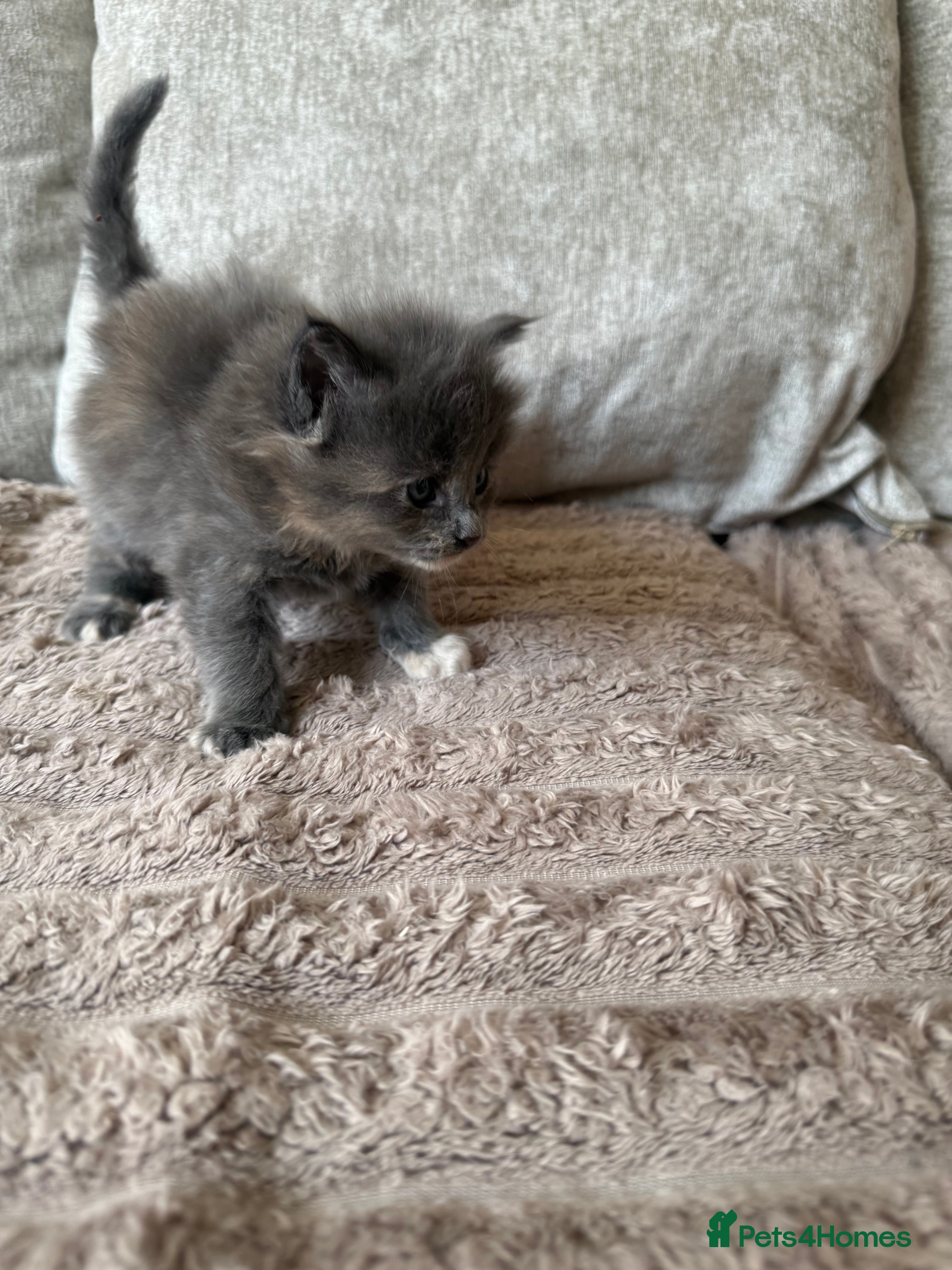 Maine Coon cats for sale: Stunning XL Maine Coon Kittens - Advert 19