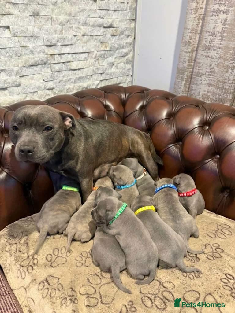 Staffordshire Bull Terrier dogs Staffordshire Bull Terrier puppies for sale  - Advert 2
