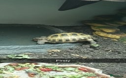 Tortoise reptiles for sale: 2x Horsefield Torts w/enclosures *collection only* - Image 7