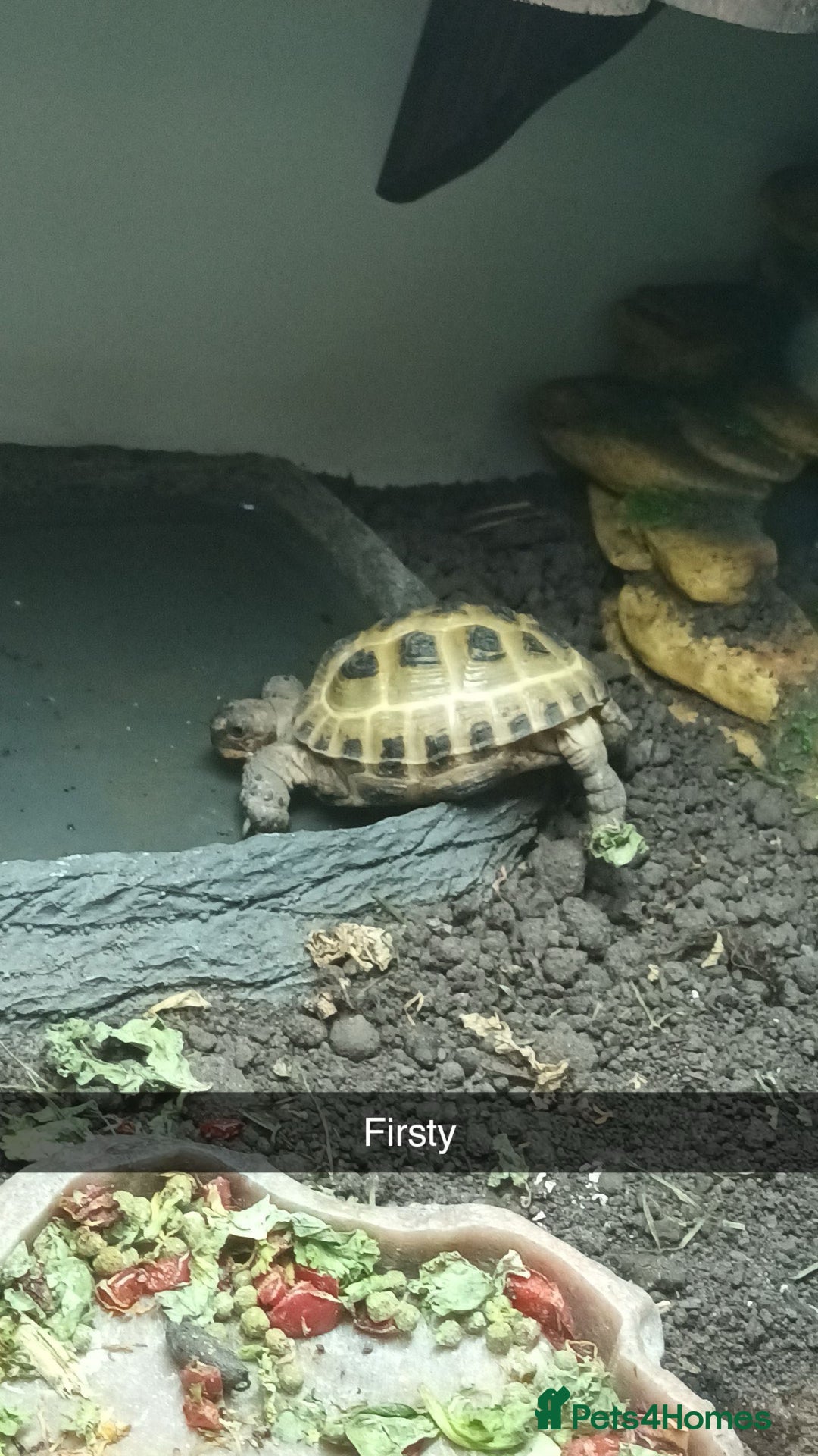 Tortoise reptiles for sale: 2x Horsefield Torts w/enclosures *collection only* - Image 7