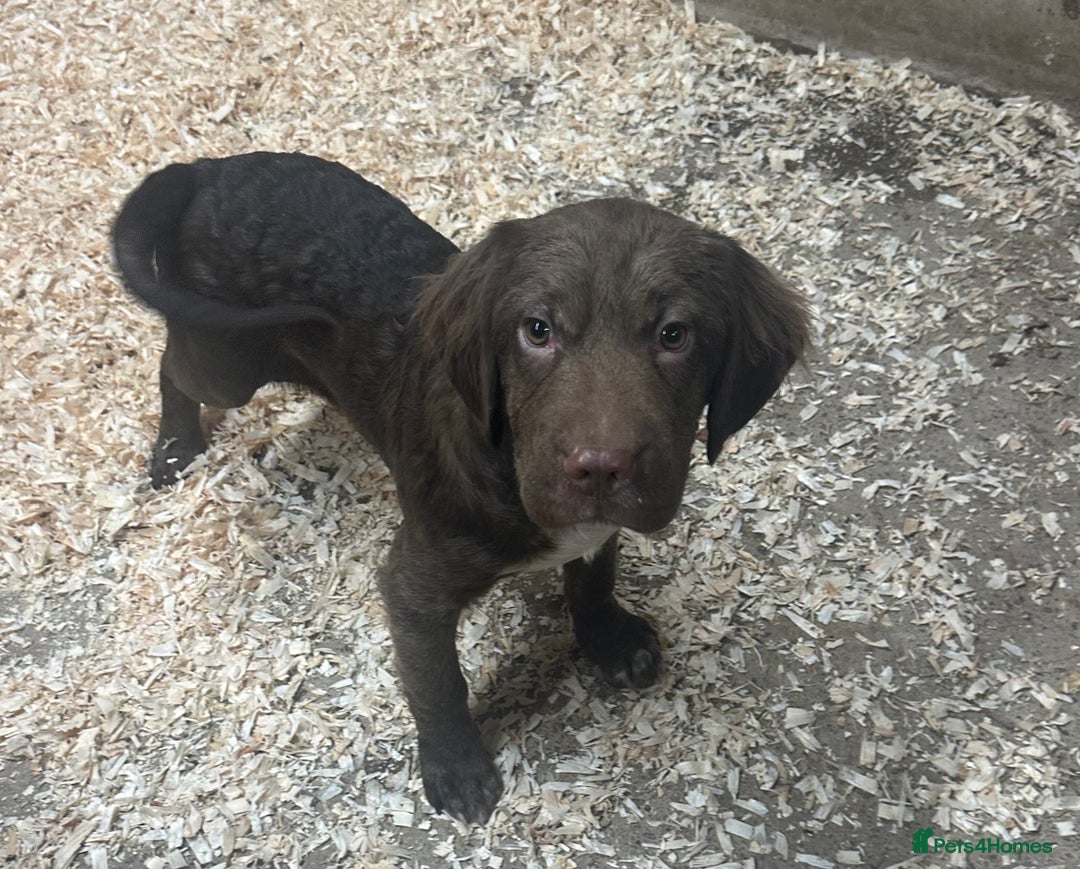 Mixed Breed dogs for sale: Cocker Pei (Mini Hippo) - Image 1