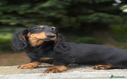 Dachshund dogs for sale: Long Coated Standard Dachshund - Crufts Potential - Image 5