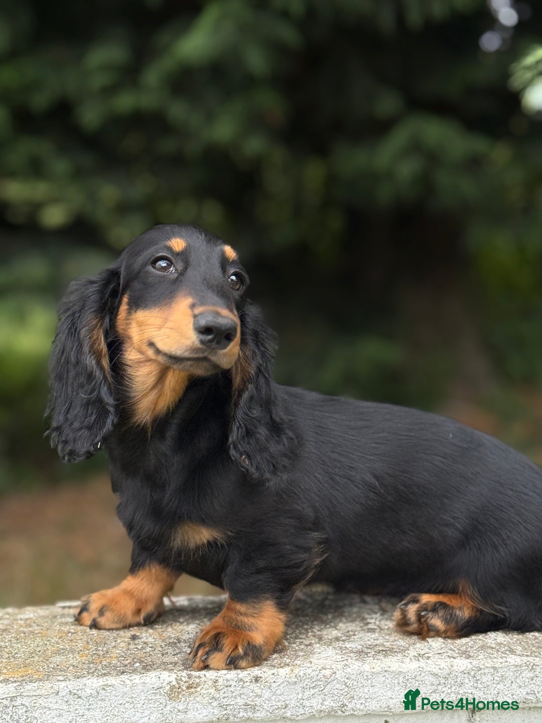 Dachshund dogs for sale: Long Coated Standard Dachshund - Crufts Potential - Image 5