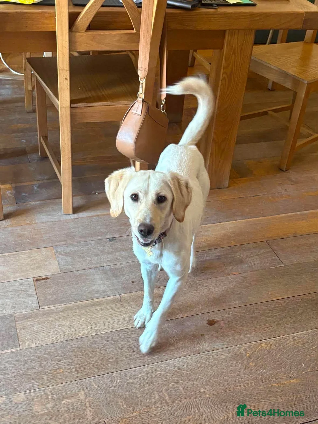Mixed Breed dogs for adoption: Sweet Camille is looking for her forever home - Advert 2