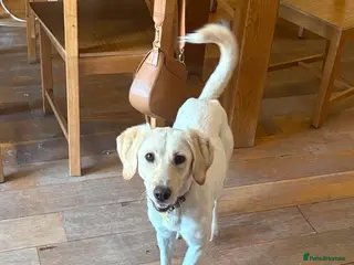 Mixed Breed dogs Sweet Camille is looking for her forever home - Advert 1