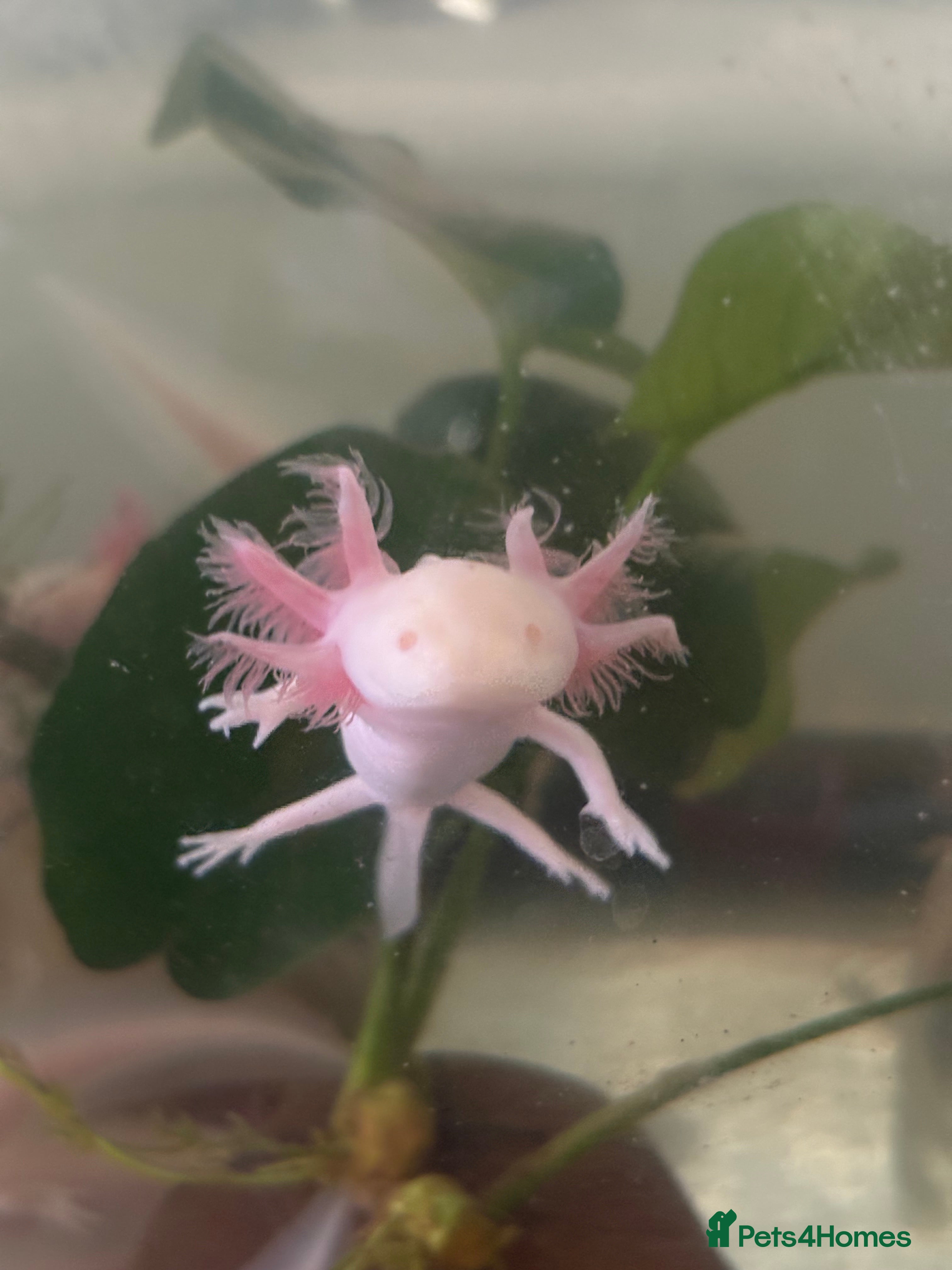 Axolotl reptiles 8 month leucistic albino pink axolotls £45 each - Advert 5