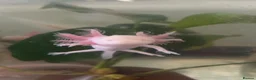 Axolotl reptiles for sale: 8 month leucistic albino pink axolotls £50 each - Advert 1