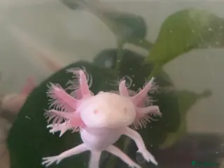 Axolotl reptiles 8 month leucistic albino pink axolotls £45 each - Advert 1