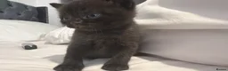 Scottish Fold cats for sale: Scottish fold kittens - Advert 9