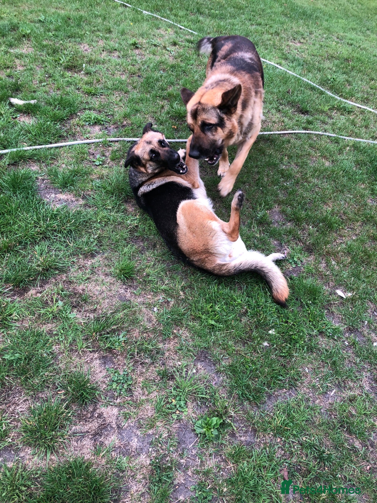 Mixed Breed dogs German Shepherd cross bitch  - Advert 5