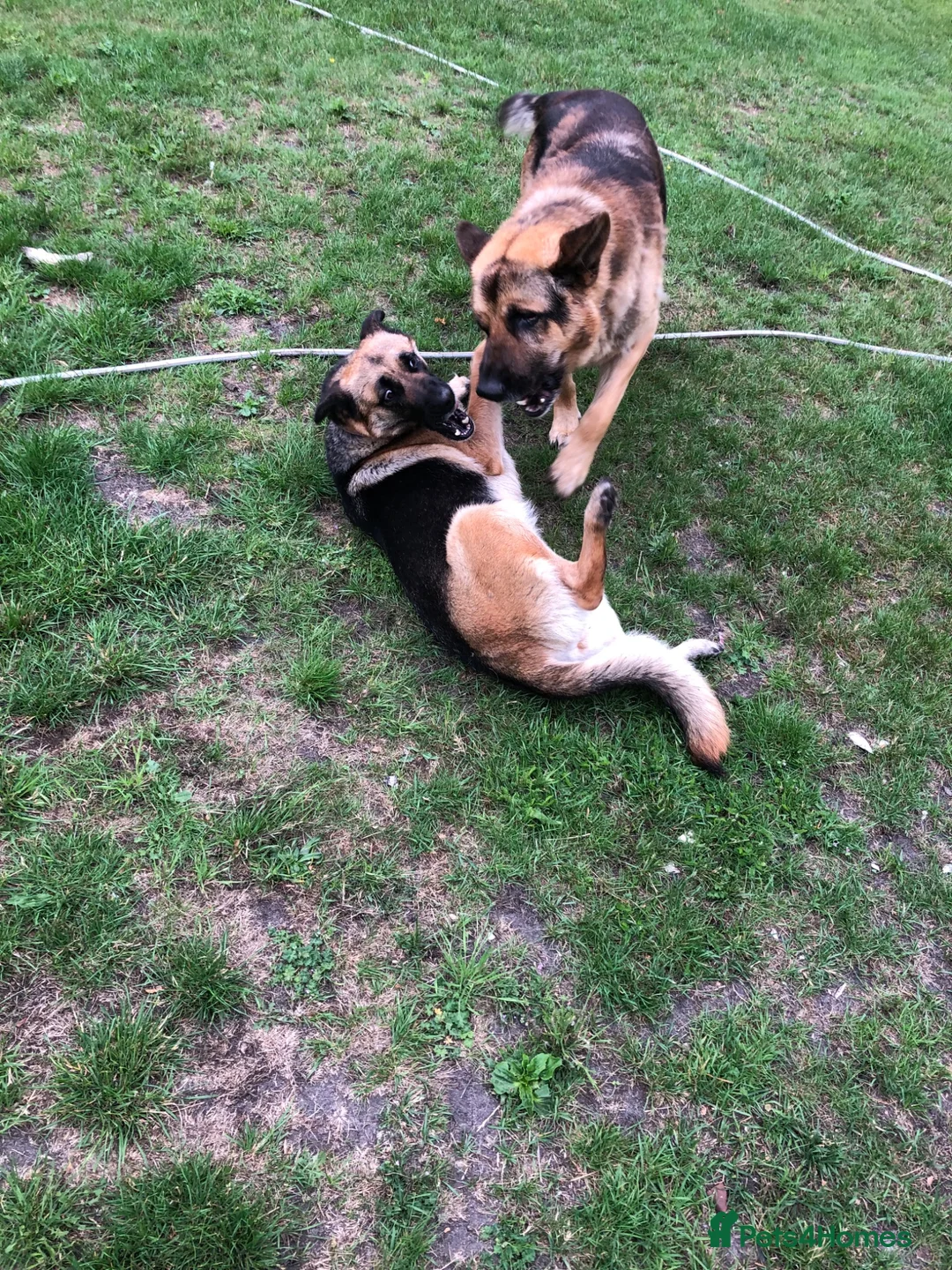 Mixed Breed dogs for sale: German Shepherd cross bitch  - Advert 1