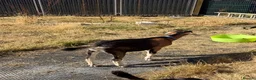 Goats livestock for sale: Toggenburg x Anglo Nubian  in Milford Haven - Advert 7