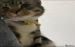 Domestic Shorthair cats for adoption: Cats & Kittens  Ready to leave NOW - Advert 4