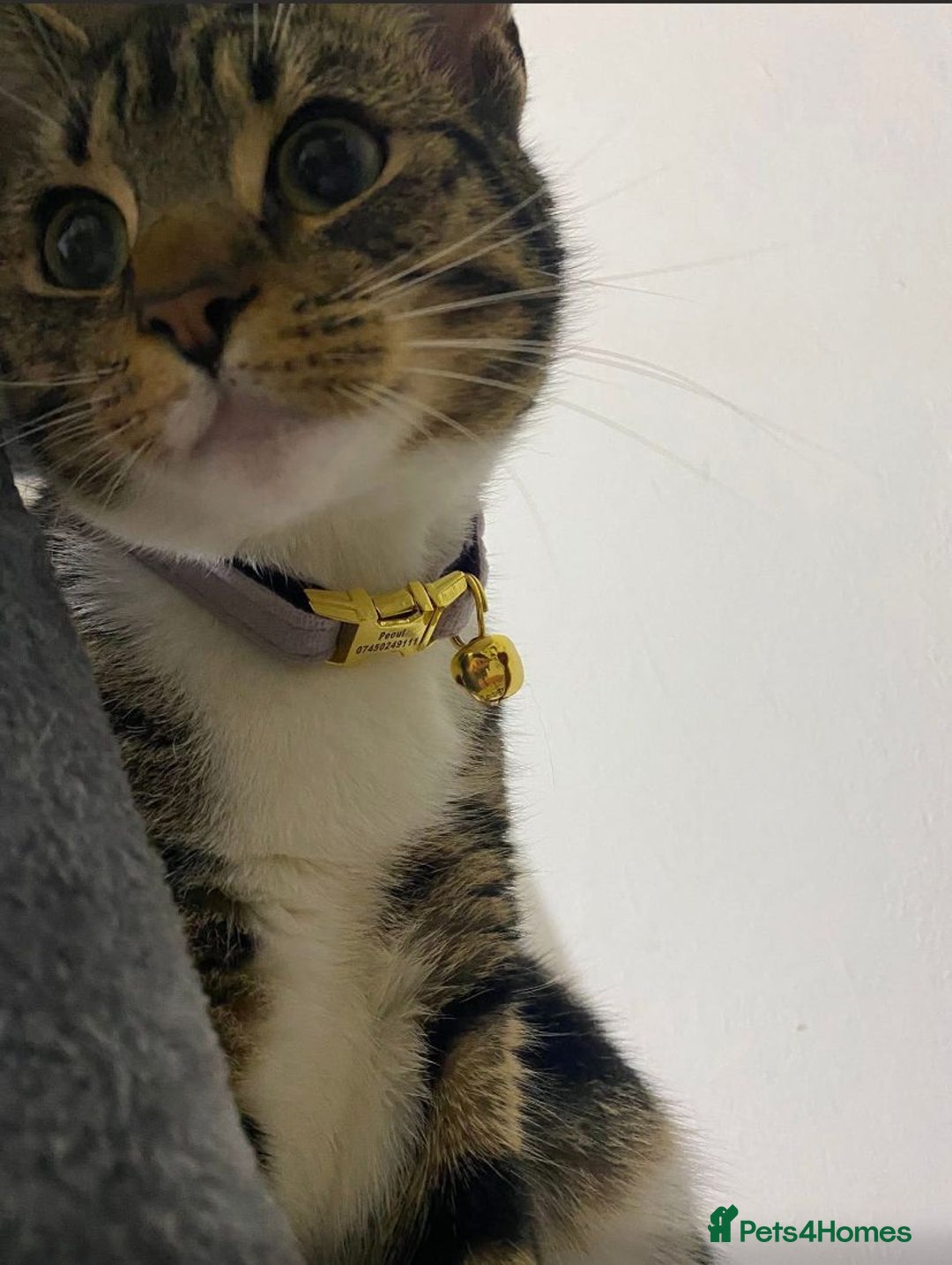 Domestic Shorthair cats for adoption: Cats & Kittens  Ready to leave NOW - Advert 4