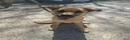 Mixed Breed dogs for adoption: Moccachino - Advert 2