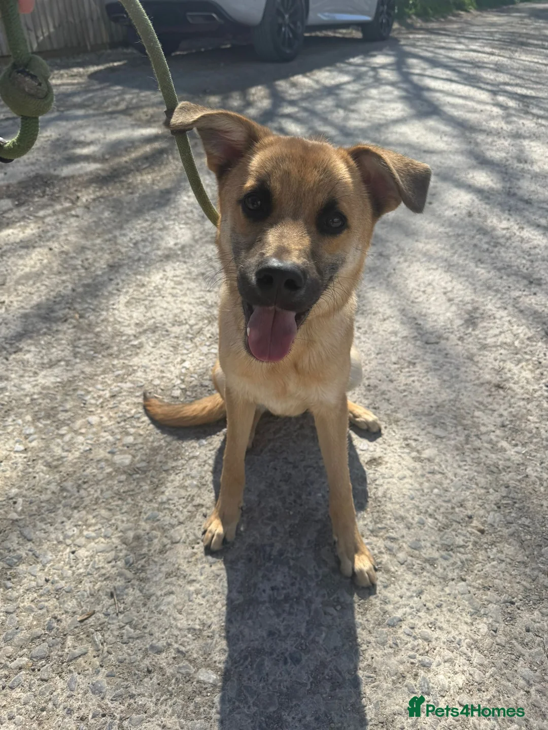 Mixed Breed dogs for adoption: Moccachino - Advert 2
