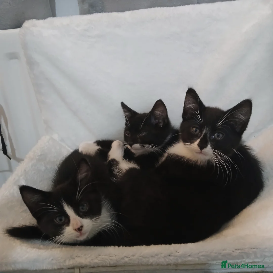 British Shorthair cats for sale: Kittens for sale in Middlesbrough - Advert 10