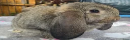 French Lop rabbits for sale:  socilised French Lops - Advert 4