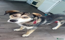 Mixed Breed dogs for sale: Husky x Labrador 2 years old  - Advert 1