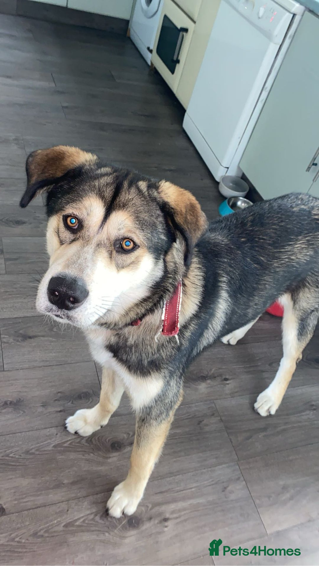 Mixed Breed dogs for sale: Husky x Labrador 2 years old  - Advert 1