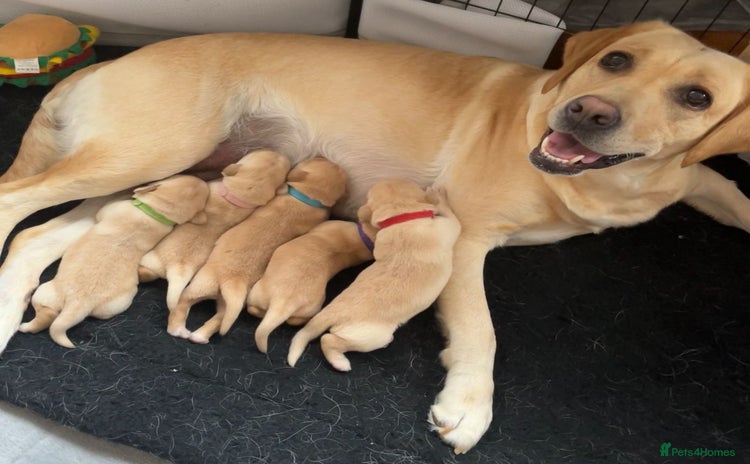 Labrador Retriever dogs - Advert 1