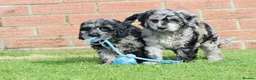 Cockapoo dogs for sale: F1 COCKAPOO PUPPIES FOR SALE - Advert 33
