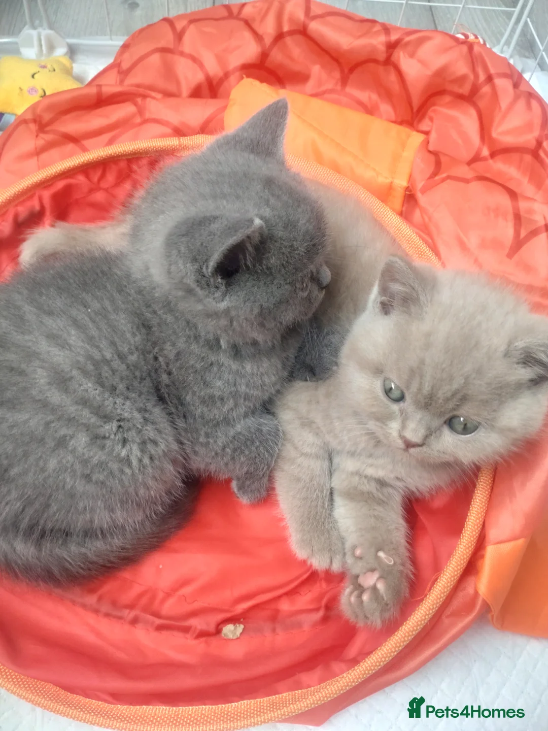 British Shorthair cats for sale: Full breed British short hair kitten  - Advert 1