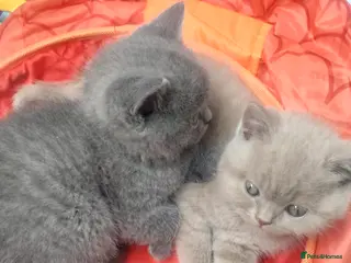 British Shorthair cats Full breed British short hair kitten - Advert 3