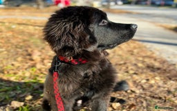Newfoundland dogs for sale: Newfoundland Looking to re home - Image 3