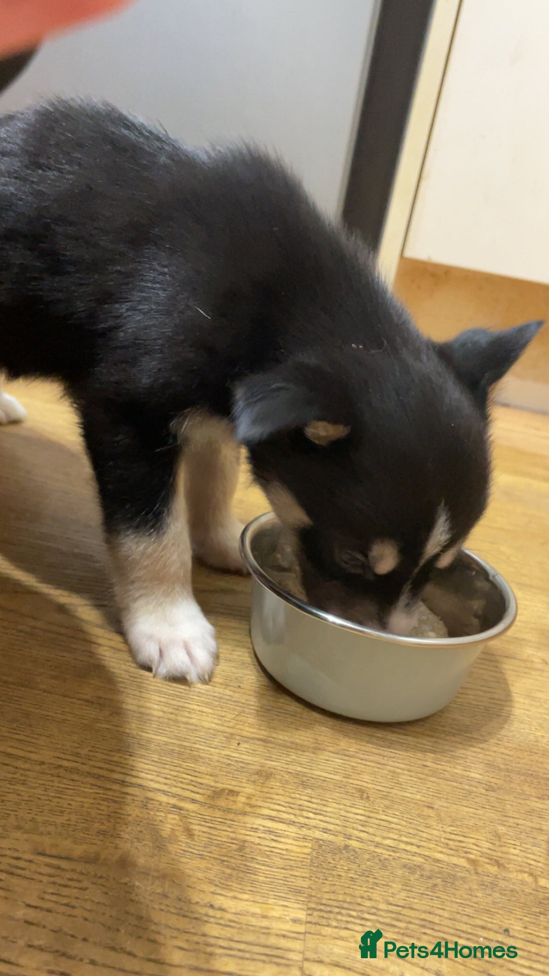 Mixed Breed dogs for sale: Puppies(husky dad-border collie mum) - Advert 6