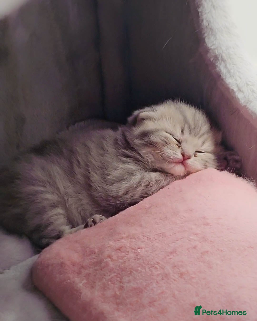 British Shorthair cats for sale: Adorable Kittens Ready For New Home - Advert 26