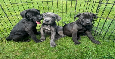 Cane Corso dogs - Advert 7