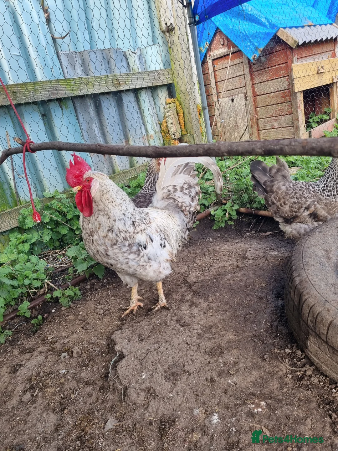 Chickens poultry for sale: 6 x Crested Cream Legbar Hatching Eggs  - Advert 2