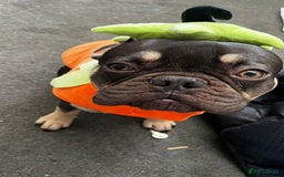 French Bulldog dogs for sale: Rolo  - Image 4