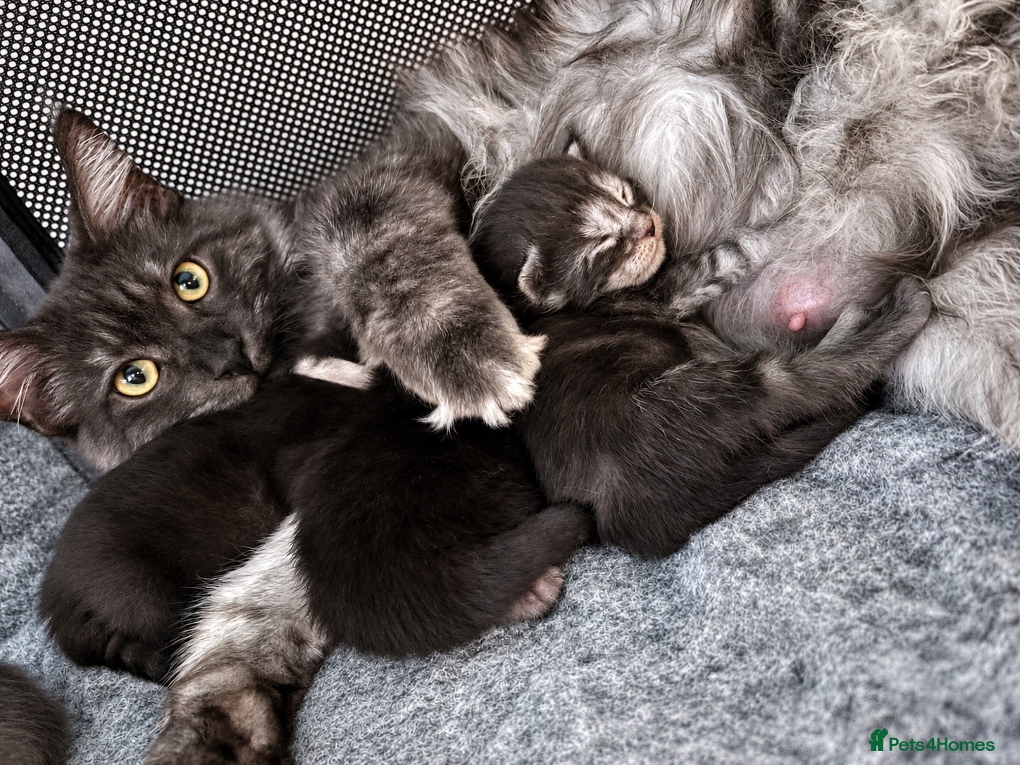 Maine Coon cats AVAILABLE FOR RESERVATION🩶🖤 - Advert 6
