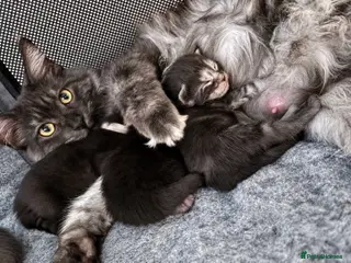 Maine Coon cats AVAILABLE FOR RESERVATION🩶🖤 - Advert 6