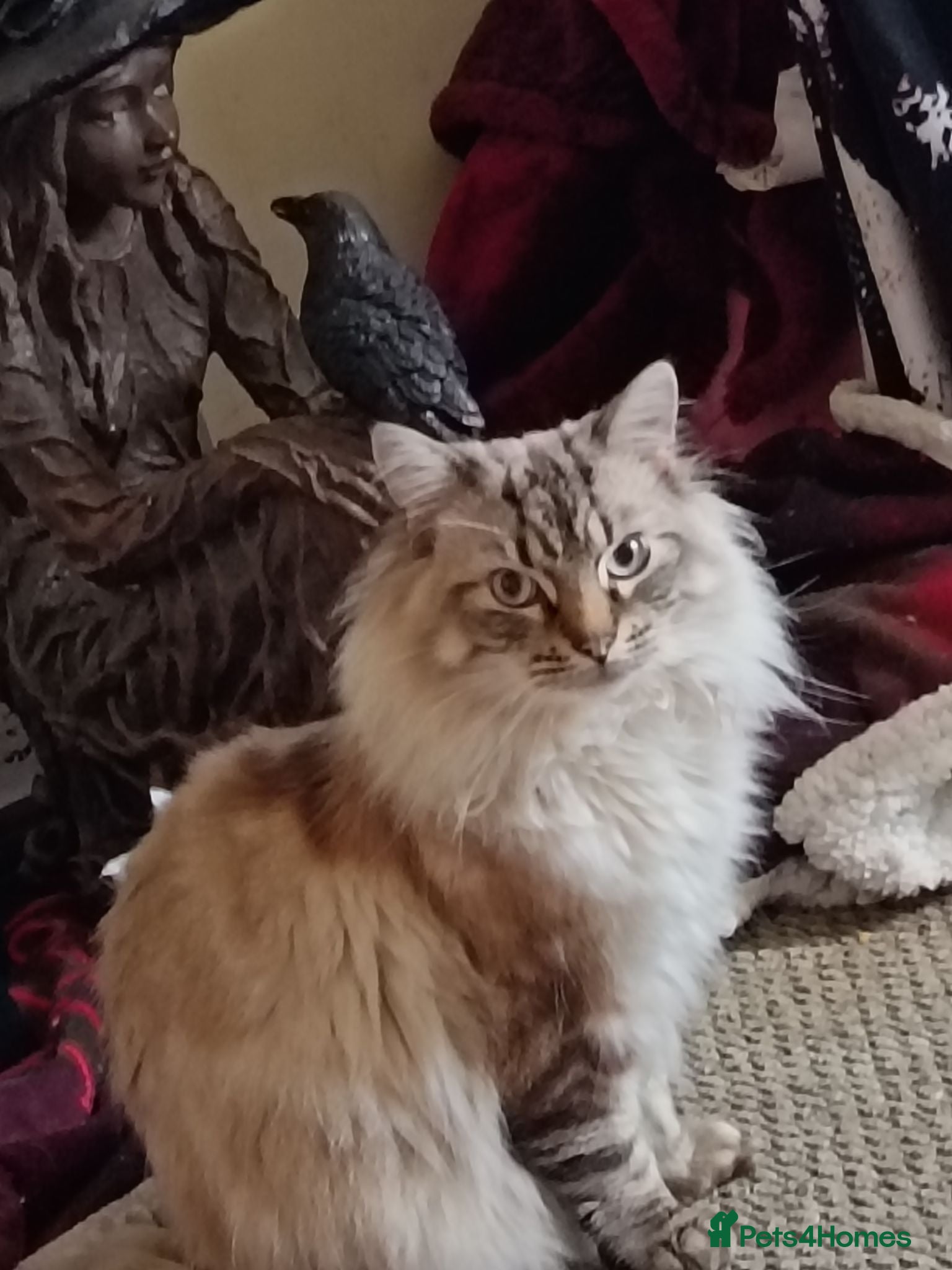 Ragdoll cats Male ragdoll urgent  - Advert 1