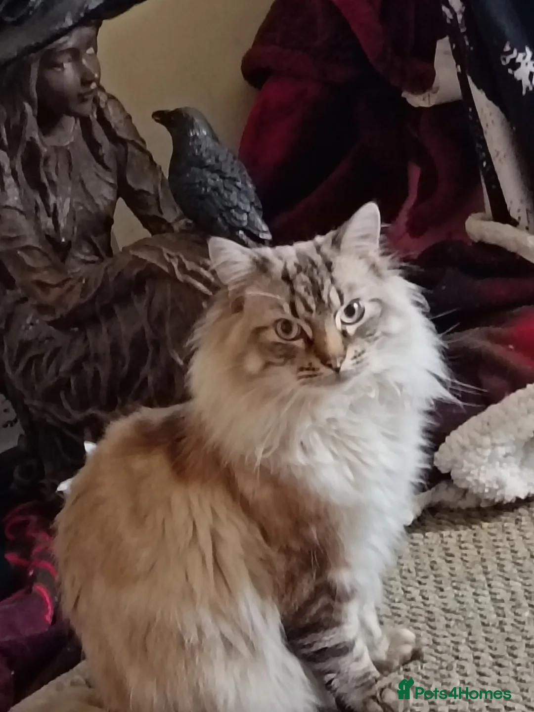Ragdoll cats for sale: Male ragdoll urgent  - Advert 2