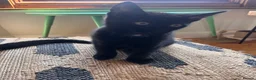 Bombay cats for sale: Beautiful black kittens looking for loving home - Advert 4