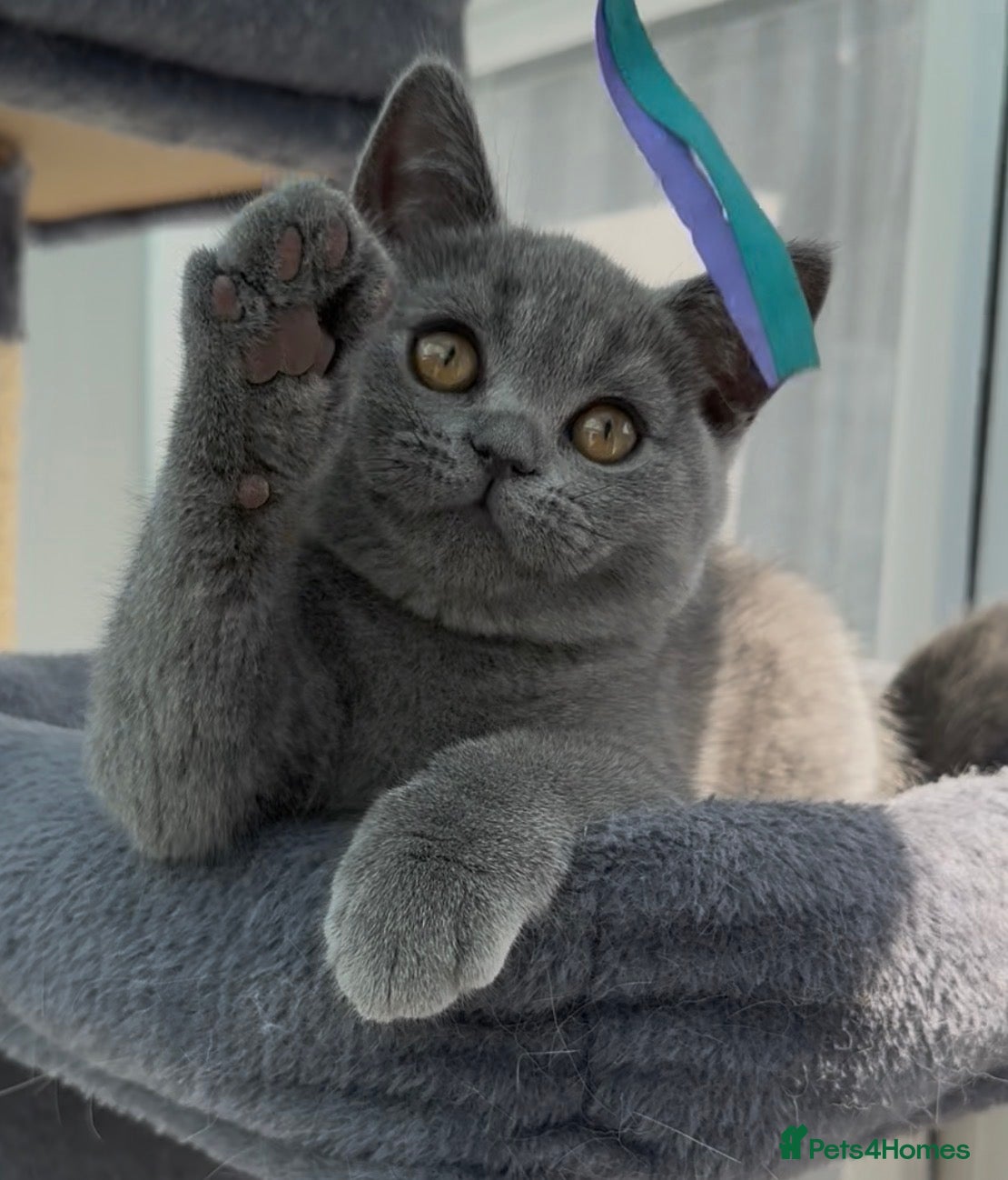 British Shorthair cats Blue British Shorthair Kitten FOR SALE - Advert 4